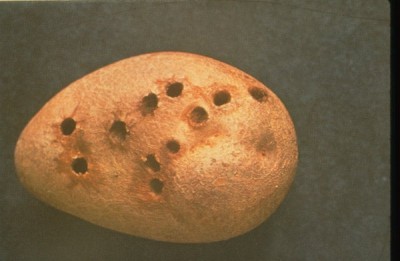 danni da piccola limaccia.jpg (41.29 KiB) Osservato 9171 volte danni da piccola limaccia.jpg