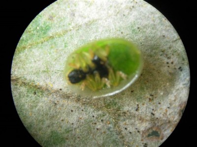 Cassida sp.+cleistoteci oidio quercia.JPG (86.16 KiB) Osservato 851 volte Cassida sp.+cleistoteci oidio quercia.JPG