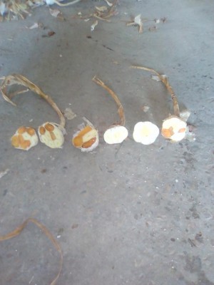 IMG_20171011_125845.jpg (60.55 KiB) Osservato 976 volte IMG_20171011_125845.jpg