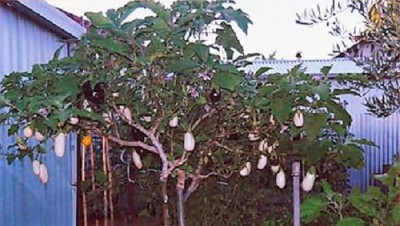 albero-melanzane-02.jpg (141.59 KiB) Osservato 2197 volte albero-melanzane-02.jpg