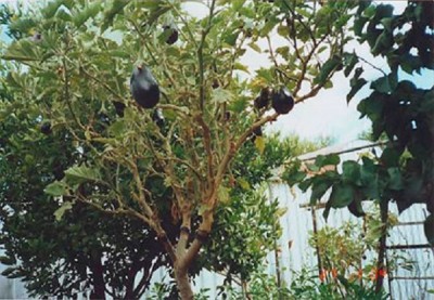 albero-melanzane-01.jpg (126.18 KiB) Osservato 2197 volte albero-melanzane-01.jpg