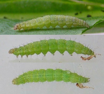 plutella_xylostellalarvabs.jpg (59.21 KiB) Osservato 3575 volte plutella_xylostellalarvabs.jpg