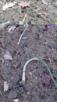 IMG_20180112_111614.jpg (146.7 KiB) Osservato 714 volte IMG_20180112_111614.jpg