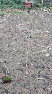 IMG_20180112_111636.jpg (153.12 KiB) Osservato 714 volte IMG_20180112_111636.jpg