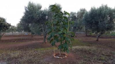 chrysotrichum dell'autunno 2016 / 20161116_154335.jpg 20161116_154335.jpg