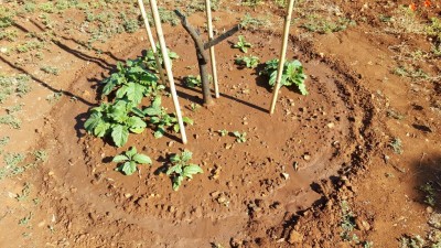 Le piantine che sono rispuntate fine maggio 2017 dalle radici capillaria / 20170527_084338.jpg 20170527_084338.jpg