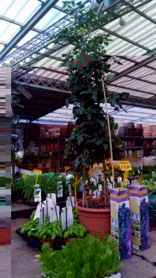 P_20180319_085707.jpg (131.28 KiB) Osservato 1332 volte P_20180319_085707.jpg