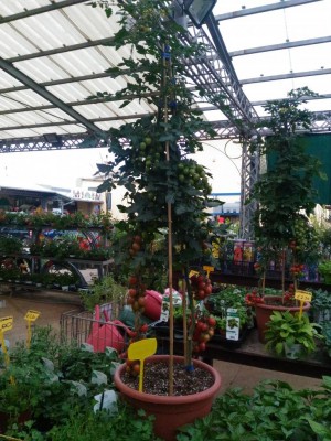 P_20180327_165504.jpg (154.29 KiB) Osservato 1332 volte P_20180327_165504.jpg