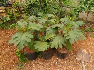 P_20180415_100800.jpg (176.32 KiB) Osservato 1609 volte P_20180415_100800.jpg