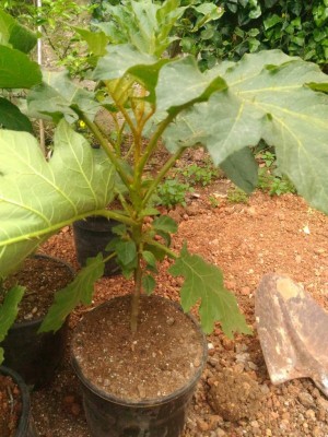 P_20180415_100814.jpg (142.03 KiB) Osservato 1609 volte P_20180415_100814.jpg