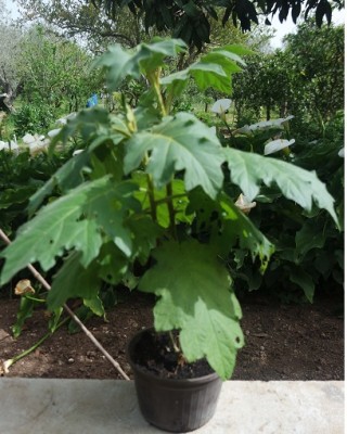 3.jpg (100.29 KiB) Osservato 1601 volte 3.jpg