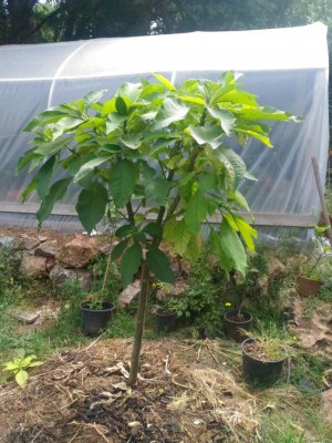 P_20180501_105321.jpg (149.52 KiB) Osservato 1227 volte P_20180501_105321.jpg