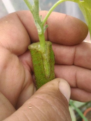 P_20180503_113003.jpg (64.24 KiB) Osservato 1499 volte P_20180503_113003.jpg