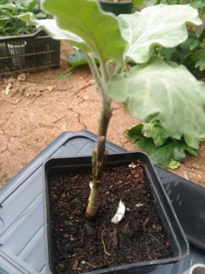 P_20180503_113457.jpg (101.89 KiB) Osservato 1499 volte P_20180503_113457.jpg