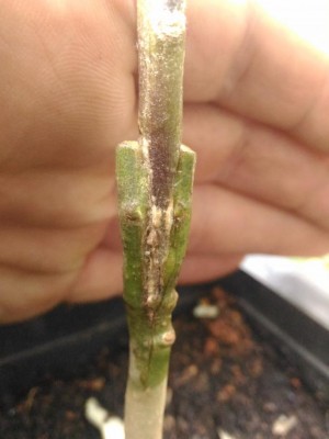 P_20180503_113513.jpg (57.65 KiB) Osservato 1499 volte P_20180503_113513.jpg