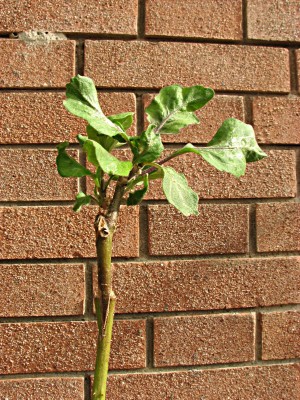 spacco2.JPG (177.56 KiB) Osservato 1455 volte spacco2.JPG