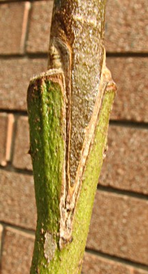 spacco3.JPG (70.2 KiB) Osservato 1455 volte spacco3.JPG