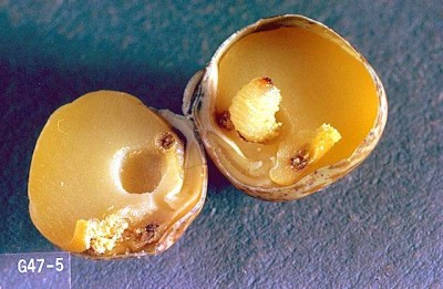 Bruchus pisorum.jpg (40.5 KiB) Osservato 3983 volte Bruchus pisorum.jpg