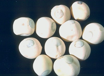 tonchio - loggia con opercolo.jpg (40.43 KiB) Osservato 3983 volte tonchio - loggia con opercolo.jpg