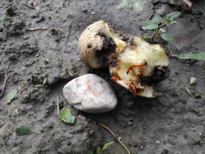 ferretti su patata.jpg (145.88 KiB) Osservato 1001 volte ferretti su patata.jpg