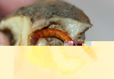 Agriotes sp..JPG (57.97 KiB) Osservato 1001 volte Agriotes sp..JPG