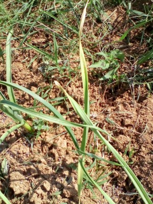 IMG_20180513_103915.jpg (239.62 KiB) Osservato 850 volte IMG_20180513_103915.jpg