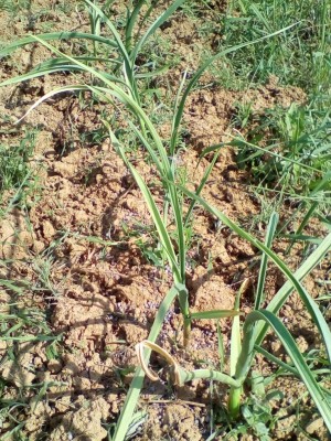 IMG_20180513_103920.jpg (248.9 KiB) Osservato 777 volte IMG_20180513_103920.jpg