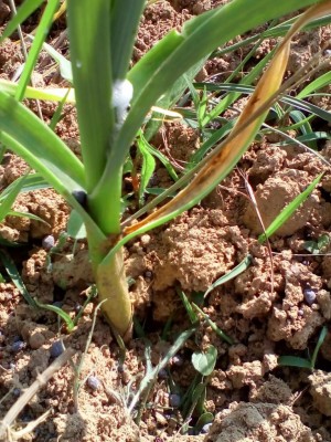 IMG_20180513_103951.jpg (173.86 KiB) Osservato 850 volte IMG_20180513_103951.jpg