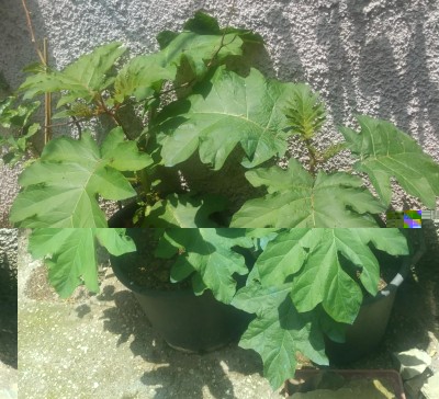 20180527_133901-1.jpg (164.75 KiB) Osservato 1350 volte 20180527_133901-1.jpg