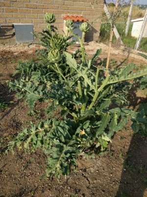 IMG_20180530_181915.jpg (234.02 KiB) Osservato 4395 volte IMG_20180530_181915.jpg