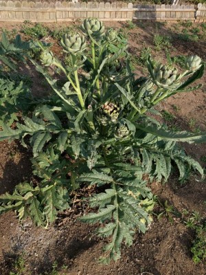 IMG_20180530_181937.jpg (234.79 KiB) Osservato 4395 volte IMG_20180530_181937.jpg