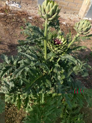 IMG_20180530_182035.jpg (214.84 KiB) Osservato 4395 volte IMG_20180530_182035.jpg