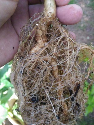 P_20180521_173644.jpg (128.43 KiB) Osservato 1431 volte P_20180521_173644.jpg