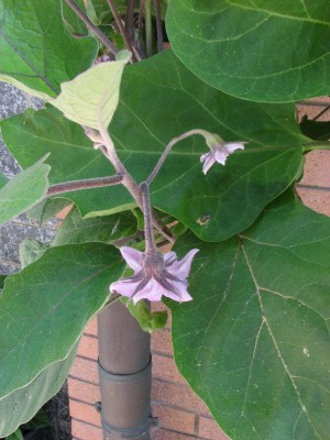 fiori a coppie.JPG (85.17 KiB) Osservato 1408 volte fiori a coppie.JPG