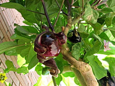 alleg1.JPG (126.8 KiB) Osservato 1408 volte alleg1.JPG