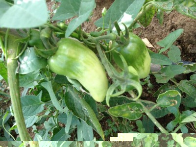 image.jpg (125.32 KiB) Osservato 657 volte image.jpg