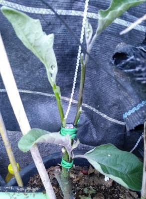 5.jpg (120.23 KiB) Osservato 1260 volte 5.jpg