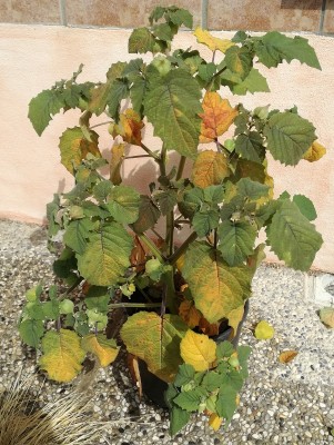 IMG_20180618_102403.jpg (274.13 KiB) Osservato 1950 volte IMG_20180618_102403.jpg