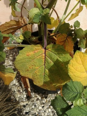 IMG_20180618_102409.jpg (196.8 KiB) Osservato 1950 volte IMG_20180618_102409.jpg