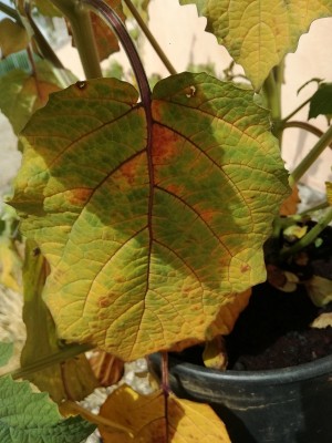 IMG_20180618_102415.jpg (161.23 KiB) Osservato 1950 volte IMG_20180618_102415.jpg