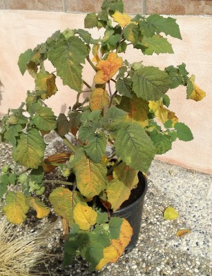 IMG_20180618_102425.jpg (267.3 KiB) Osservato 1950 volte IMG_20180618_102425.jpg