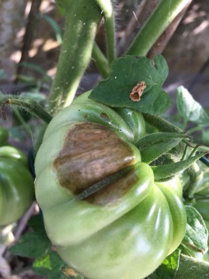 EBC61F30-262B-4456-A3E4-5F60724D1759.jpeg (126.97 KiB) Osservato 619 volte EBC61F30-262B-4456-A3E4-5F60724D1759.jpeg