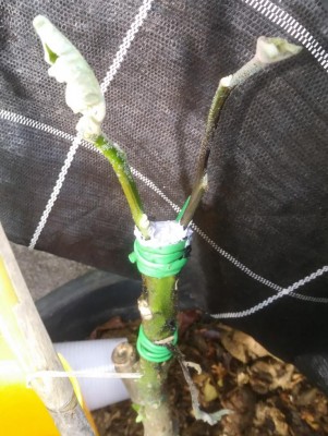 20180625_083146-1.jpg (117.93 KiB) Osservato 1165 volte 20180625_083146-1.jpg