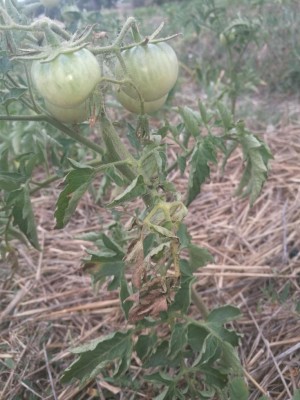 IMG_20180625_115658.jpg (98.66 KiB) Osservato 911 volte IMG_20180625_115658.jpg