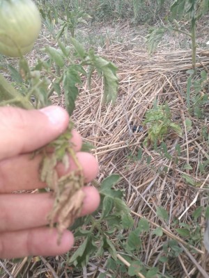 IMG_20180625_115707.jpg (141.51 KiB) Osservato 911 volte IMG_20180625_115707.jpg