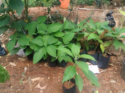 P_20180616_142226.jpg (159.99 KiB) Osservato 941 volte P_20180616_142226.jpg