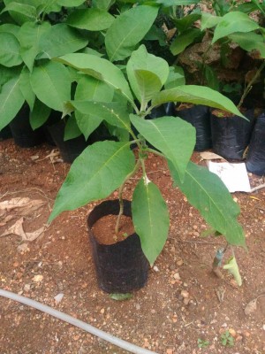 P_20180616_142230.jpg (142.59 KiB) Osservato 941 volte P_20180616_142230.jpg