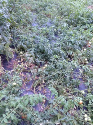 2018-07-14 19.30.32.jpg (165.86 KiB) Osservato 494 volte 2018-07-14 19.30.32.jpg