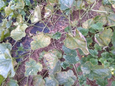 2018-07-14 19.47.53.jpg (154.06 KiB) Osservato 683 volte 2018-07-14 19.47.53.jpg