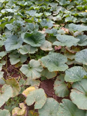 2018-07-14 19.48.37.jpg (132.24 KiB) Osservato 683 volte 2018-07-14 19.48.37.jpg